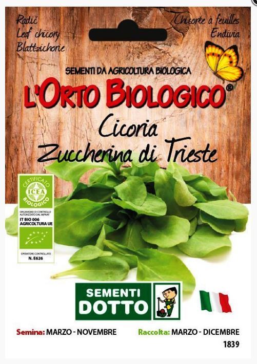 Radič Tržaški salatnik | VIXA o vrtu & okućnici